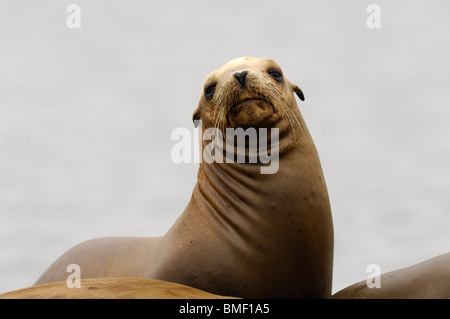 Foto Profil Nahaufnahme von einem jugendlichen California sea lion, Moss Landing, Kalifornien, Mai 2010. Stockfoto