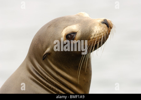 Foto Profil Nahaufnahme von einem jugendlichen California sea lion, Moss Landing, Kalifornien, Mai 2010. Stockfoto