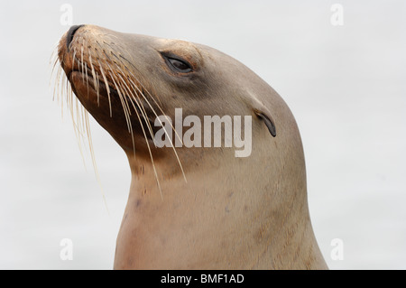 Foto Profil Nahaufnahme von einem jugendlichen California sea lion, Moss Landing, Kalifornien, Mai 2010. Stockfoto