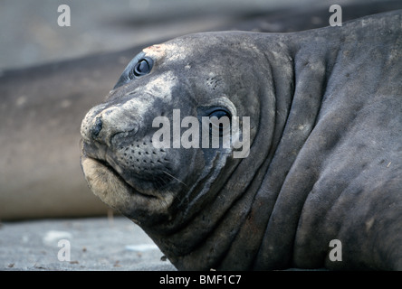 See-Elefanten Grytviken, Südgeorgien Stockfoto