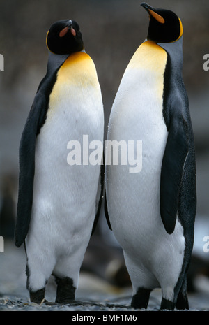 König, Pinguine, St. Andrews Bay, Süd-Georgien Stockfoto