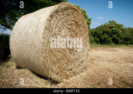 Hay Kugel ausführlich in einem Kornfeld, Büsche im Hintergrund Stockfoto