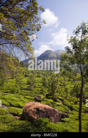 Indien, Kerala, Munnar, Höhenlage Teeplantage Stockfoto