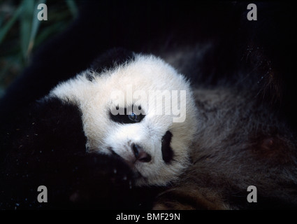 Giant Pandababy mit Mutter, Sichuan, China Stockfoto