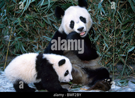 Giant Panda-Mutter und junges, Sichuan, China Stockfoto