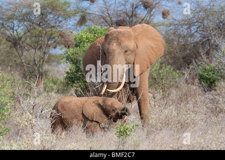 Afrikanischer Elefant (Loxodonta africana) Weibchen mit einem Kalb, Tsavo Ost Nationalpark, Kenia. Stockfoto