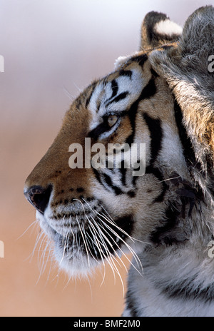 Sibirischer Tiger, Nordchina Stockfoto