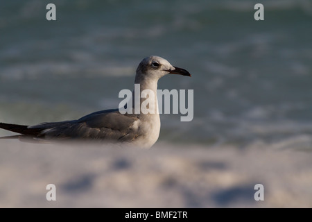 Möwe am Strand. Stockfoto
