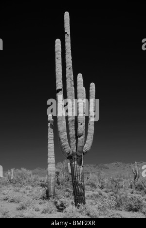 Saguaro-Kaktus in der Wüste von Arizona Stockfoto