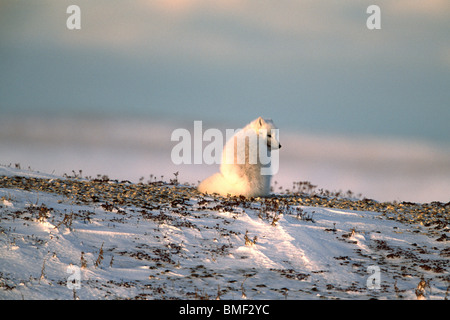 Polarfuchs, Cape Churchill, Manitoba, Kanada Stockfoto