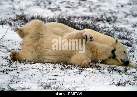 Eisbären, Cape Churchill, Manitoba, Kanada. Stockfoto