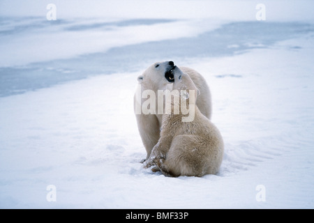 Eisbären, Cape Churchill, Manitoba, Kanada. Stockfoto