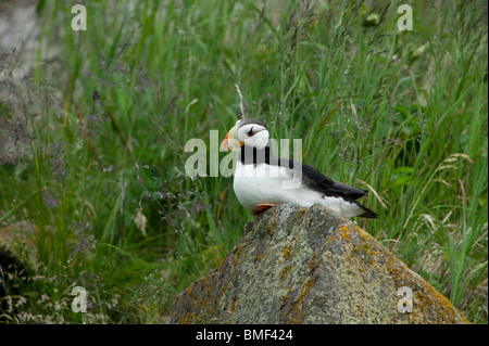 Papageientaucher, Katmai Nationalpark, Alaska Stockfoto