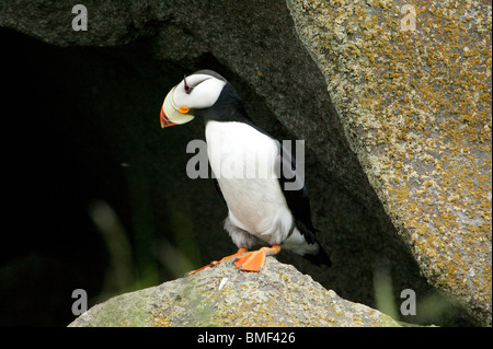 Papageientaucher, Katmai Nationalpark, Alaska Stockfoto