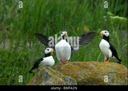 Papageientaucher, Katmai Nationalpark, Alaska Stockfoto