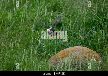 Papageientaucher, Katmai Nationalpark, Alaska Stockfoto
