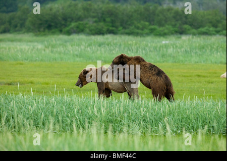 Braunbären, Katmai Nationalpark, Alaska Stockfoto