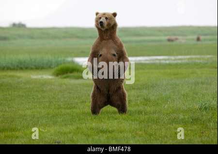 Braunbären, Katmai Nationalpark, Alaska Stockfoto