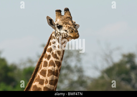 Masai-Giraffe (Giraffa Plancius Tippelskirchi) - single-erwachsenen männlichen Bull Giraffe in Nahaufnahme in Balz, Tsavo Ost, Kenia Stockfoto