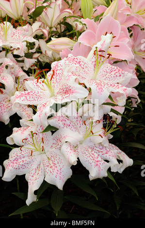 Wunderschöne invitiert gewann Lilly Display am jährlichen Chelsea Flower Show öffentliche Anzeige Tag, Freitag, 28. Mai 2010. London. England Stockfoto