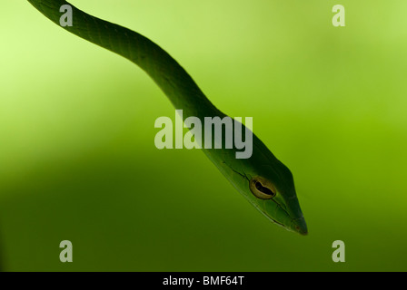 Oriental Whip Snake, grüne Ranke Schlange Ahaetulla prasina Stockfoto