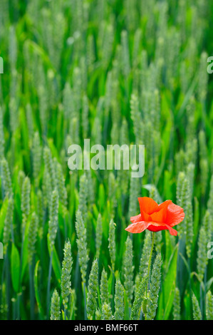 Individuell - eine einsame Mohnanbau in einem reglementierten Bereich des Weizens. Stockfoto