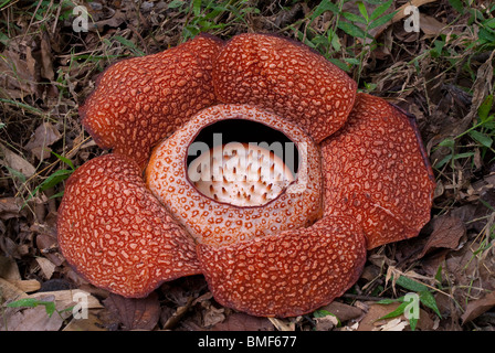 Rafflesia Blume Stockfoto