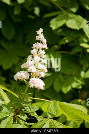 Rosskastanie Rispe / Blütenstand / Blüte mit Blättern, fotografiert im späten Mai. Stockfoto