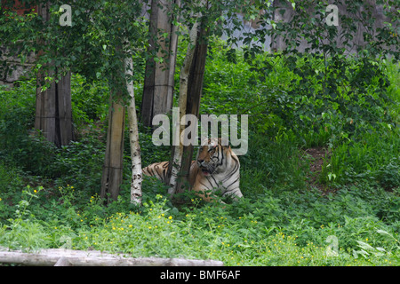 Tiger ruht in Hengdaohezi Siberian Tiger Park, Hailin, Mudanjiang, Provinz Heilongjiang, China Stockfoto