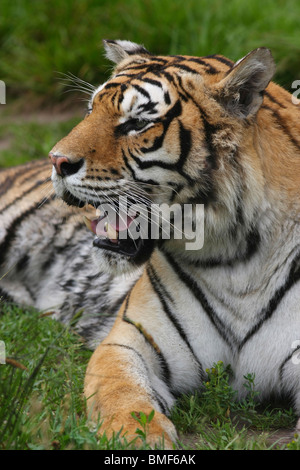 Tiger ruht in Hengdaohezi Siberian Tiger Park, Hailin, Mudanjiang, Provinz Heilongjiang, China Stockfoto