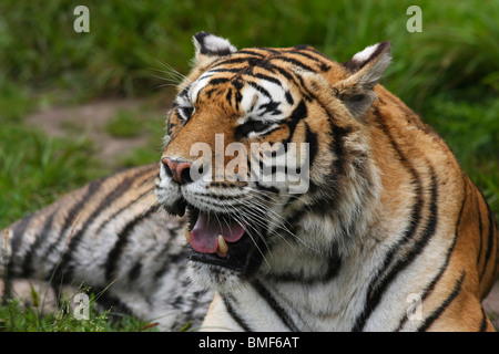 Tiger ruht in Hengdaohezi Siberian Tiger Park, Hailin, Mudanjiang, Provinz Heilongjiang, China Stockfoto