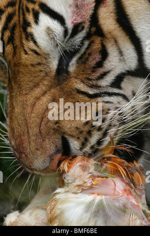 Nahaufnahme der Tiger essen Huhn, Hengdaohezi Siberian Tiger Park, Hailin, Mudanjiang, Provinz Heilongjiang, China Stockfoto