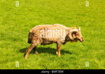 Ein Widder bei Easton Farm Park in Easton, Woodbridge, Suffolk, England, Großbritannien, Uk Stockfoto