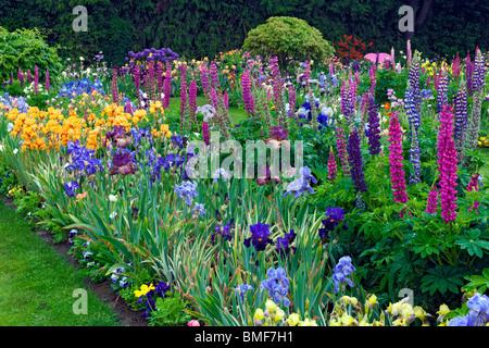 Viele Sorten von Lupine und Schwertlilien blühen in der Schreiner Iris Schaugarten in Oregon des Marion County. Stockfoto