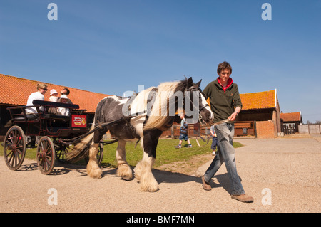 Ein Pony & Falle bei Easton Farm Park in Easton, Woodbridge, Suffolk, England, Großbritannien, Uk Stockfoto