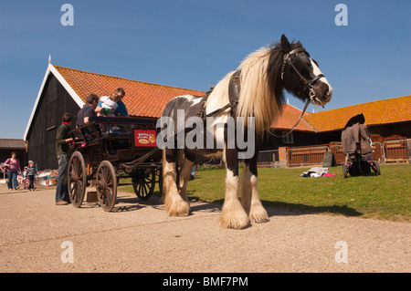 Ein Pony & Falle bei Easton Farm Park in Easton, Woodbridge, Suffolk, England, Großbritannien, Uk Stockfoto