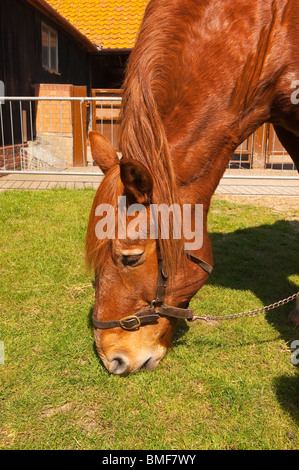 MAJOR der Suffolk Punch Pferd bei Easton Farm Park in Easton, Woodbridge, Suffolk, England, Großbritannien, Uk Stockfoto