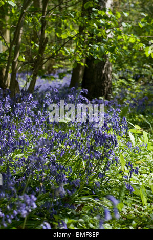 Eine Nahaufnahme von Glockenblumen, beugte sich zu der Sonne, in einer Lichtung im Wald eine Glockenblume Stockfoto