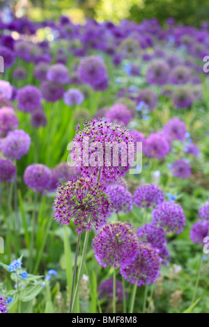 Hollandicum Allium 'Purple Sensation' Garten Blumen Stockfoto