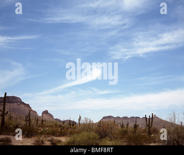 Cereus Giganteus Saguaro Kaktus im Frühjahr Wüste von Arizona Stockfoto