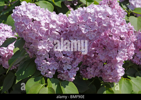 Lila Blüten (Syringa Vulgaris) Stockfoto