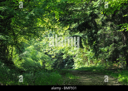 Führt zu einem beleuchteten Lichtung in einem dichten, gemischten, Holz zu verfolgen Stockfoto