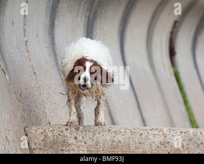 Border-Collie Hund stehend an Wand UK Stockfoto