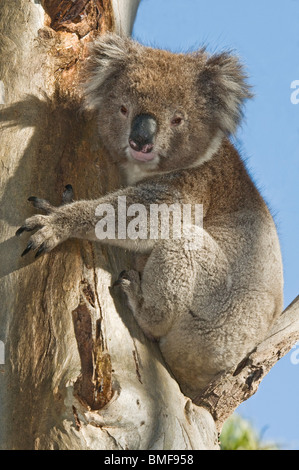 Koala, Phascolarctos Cinereus, auf Bluegum Baum Stockfoto