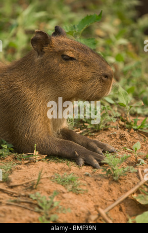 Capybara, Hydrochaeris Hydrochaeris, Brasilien Stockfoto