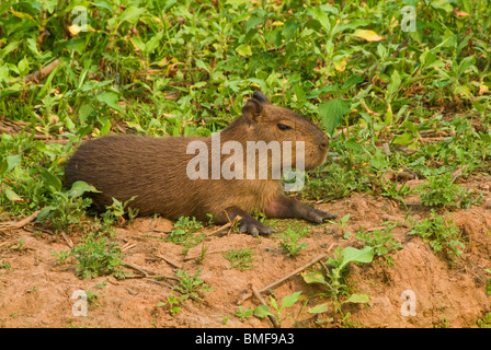 Capybara, Hydrochaeris Hydrochaeris, Brasilien Stockfoto