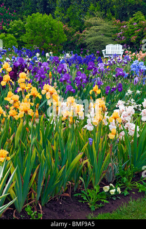 Viele Sorten von Lupine und Schwertlilien blühen in der Schreiner Iris Schaugarten in Oregon des Marion County. Stockfoto