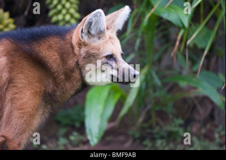 Mähnenwolf (Chrysocyon Brachyurus), Brasilien Stockfoto