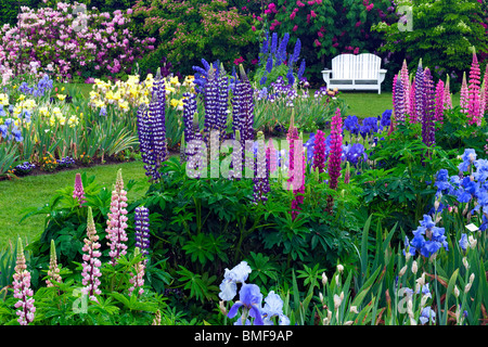 Peak Frühjahrsblüte im Schreiner Iris Display Garden in Oregon des Marion County. Stockfoto