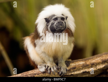 Baumwoll-Spitze Tamarin (Saguinus Oedipus), Brasilien Stockfoto